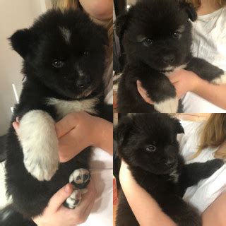 3 år gammal Blandras Amerikansk Akita Samojed Siberian Husky Finsk