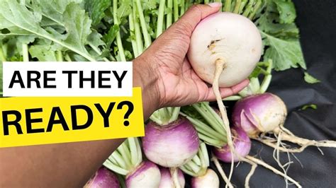 How To Know Turnips Are Ready🤨🌿 Beginners Harvest Guide Harvesting