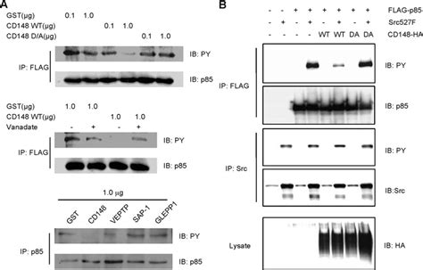 Effects Of CD148 On Src Induced P85 Tyrosine Phosphorylation A CD148