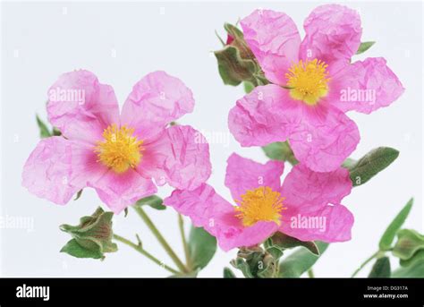 Rock Rose Cistus Albidus Stock Photo Alamy