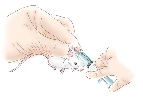 Subcutaneous Administration – Clodrosome: Liposomal Clodronate