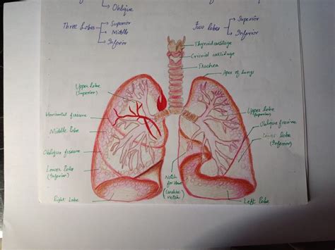 Simple labeled diagram of lungs | Human respiratory system, Lunges ...