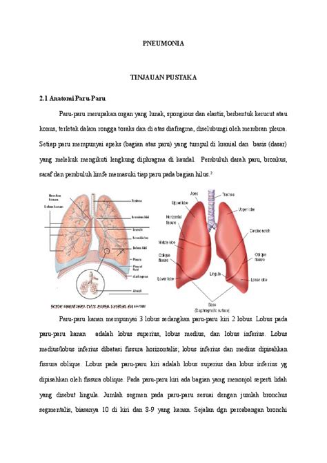 Doc Pneumonia Tinjauan Pustaka 21 Anatomi Paru Paru