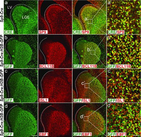 Sp Lge Progenitors Generate Both D Msns And D Msns A Cre Sp