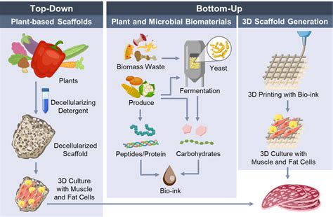 Sustainable Biomaterial Scaffolds Usda National Institute For