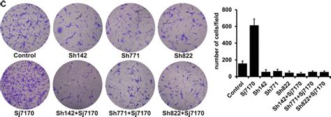 Correction Sj7170 a unique dual function peptide with a specific α