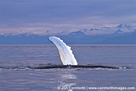 Humpback Whale Pectoral Fin 1 Photo Picture Print Cornforth Images