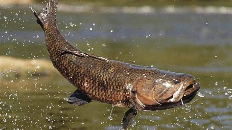 Peixes De Gua Doce Os Melhores Para Pesca Esportiva