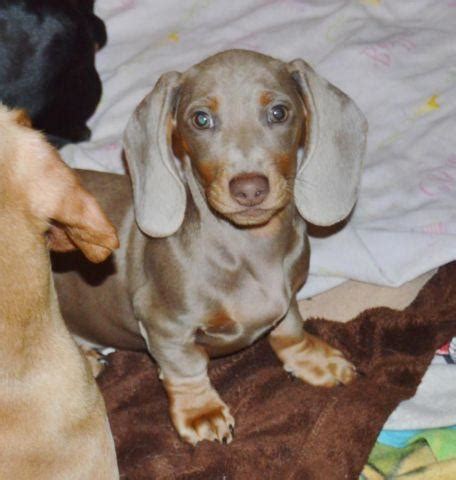 Beautiful Isabella Tan Smooth Male Dachshund Pup 5 Months Old For