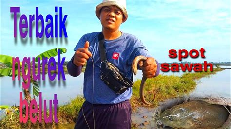 Tempat Terbaik Ngurek Urek Belut Di Sawah Insan Tutor Youtube