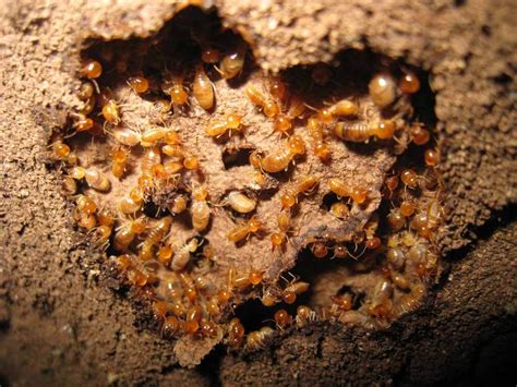 Termites Hogarths Pest Control In Traverse City Michigan