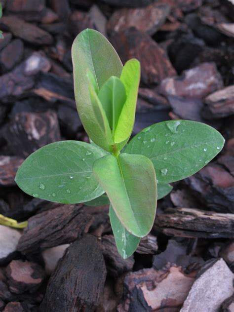 Banco de imagens natureza plantar folha flor pétala verde