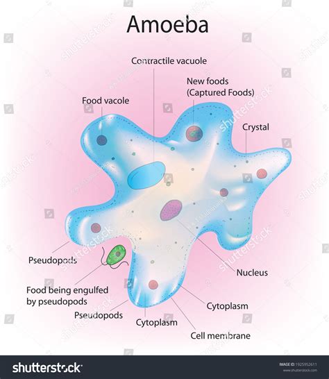 Detailed Diagram Amoeba Cell Stock Vector Royalty Free 1925952611 Shutterstock