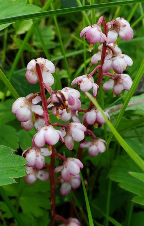 Pyrola Asarifolia Picturethis