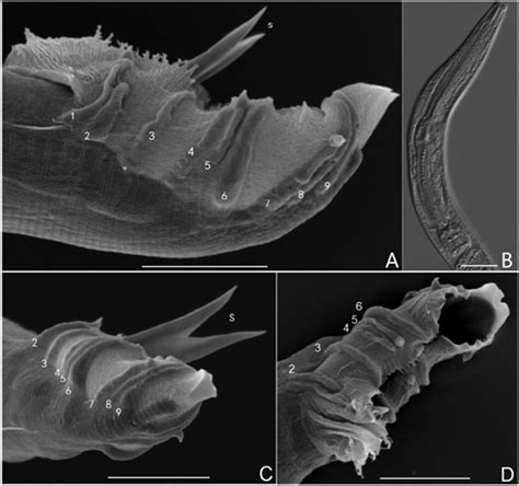 Morphology of male nematode. A, C, D. Various view of male tails with ...