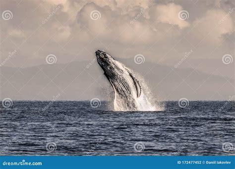 Jumping whale stock photo. Image of coast, ocean, marine - 172477452