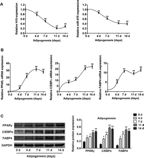 Expression Profiles Of Lncrna H19 And H19 Derived Mir 675 During