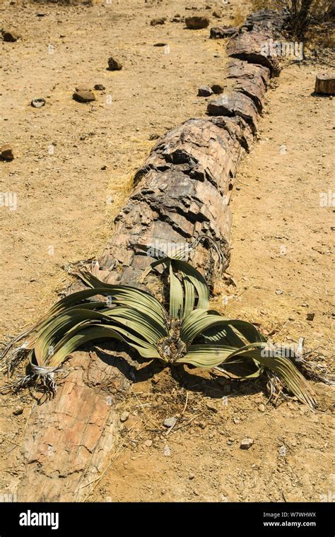 Welwitschia Welwitschia Mirabilis Growing Among Tree Fossils In The