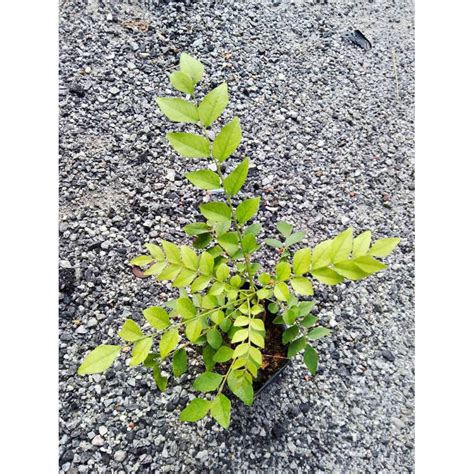 Pokok Kari Curry Leaf Plant Pokok Daun Kari Shopee Malaysia