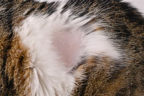 My Cat Is Pulling Hair Out Along Their Spine 3 Vet Reviewed Reasons