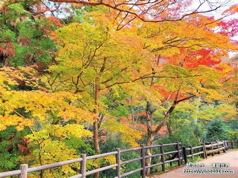 大阪賞楓景點 🍁分享日本大阪 人氣且優美的楓紅景點！👍😊 日本旅遊板 Dcard