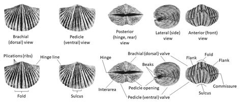 Fossil of the month: Vinlandostrophia ponderosa