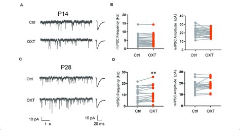 Developmental Effects Of Oxytocin Application On Inhibitory Synaptic