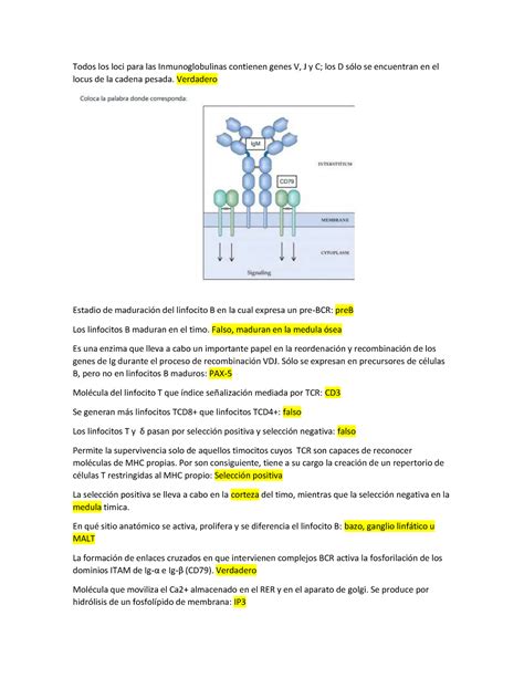 Preguntas De Repaso De Inmunolog A M Dica Tercer A O Todos Los Loci