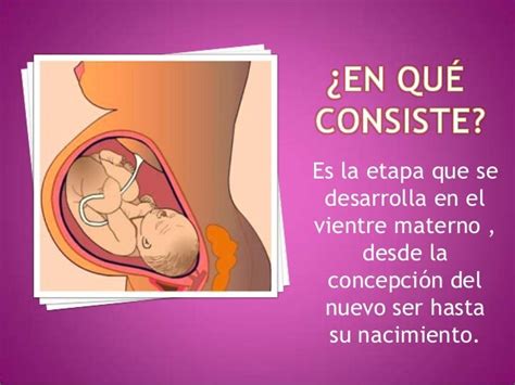 Etapa Prenatal