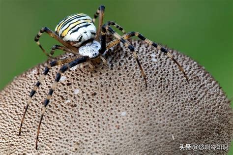 雄性蜘蛛竟然是没有生殖器官的，那是怎么生产下一代的？ 精液 时尚 昆虫