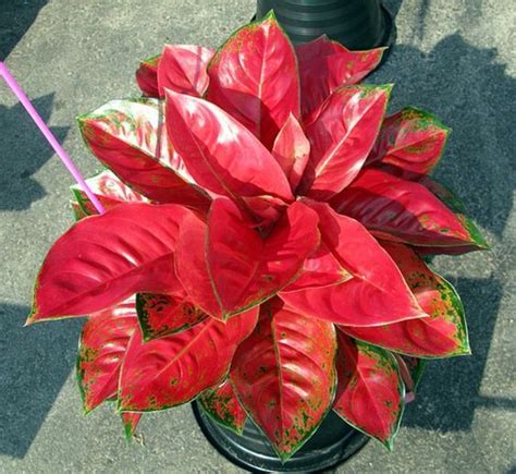 How To Grow A Chinese Evergreen Aglaonema Care Tips Artofit