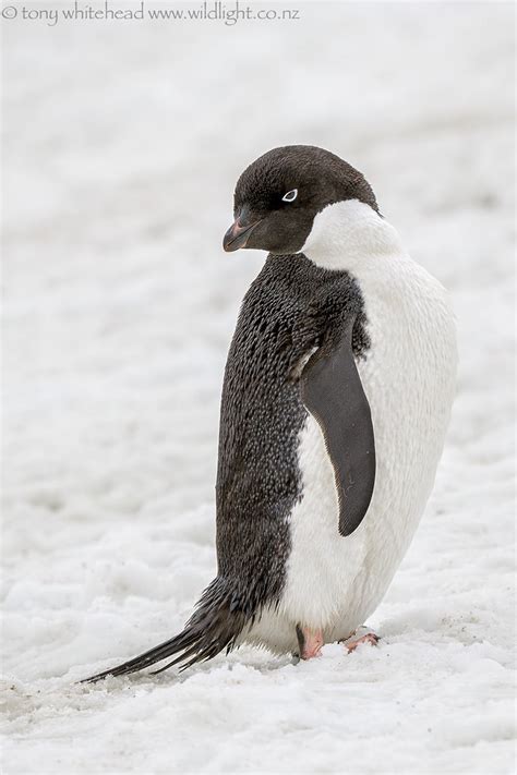 Antarctica Birds - WildLight Photography