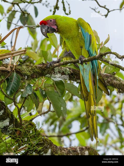 Animals nicaragua birds hi-res stock photography and images - Alamy