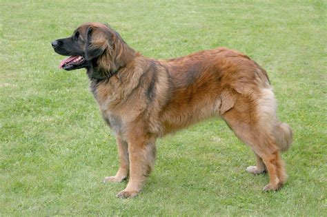 Leonberger Leo Dog Breed Characteristics And Care