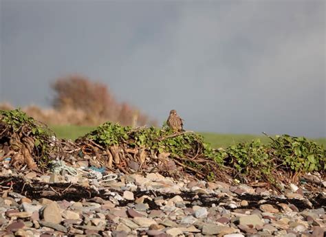 Kestrel Falco Tinnunculus Irish Birding