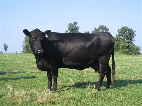 Exploring The World Of British Beef Cattle Breeds Martlabpro