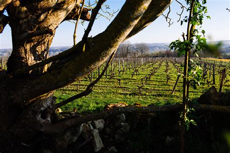 In The Vineyard Clos Roussely Domaine Viticole