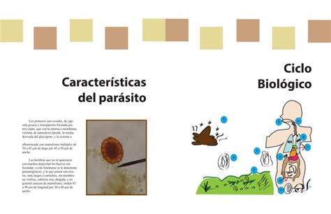 Lombriz Intestinal Ascaris Lumbricoides