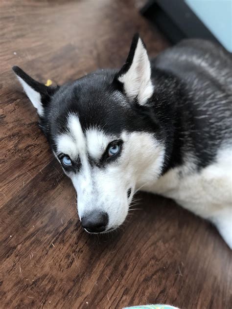 Her looks is breathtaking : r/husky