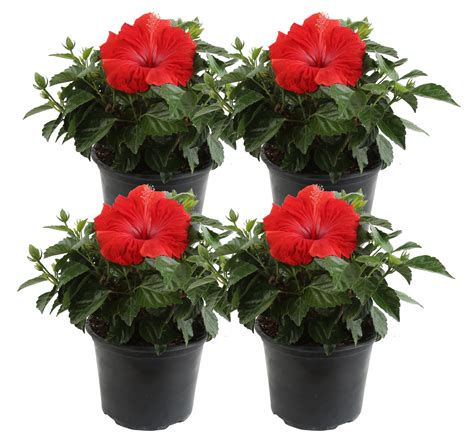 Quart Hibiscus at Johnny Will blog