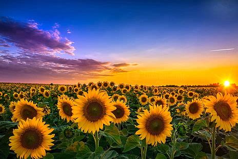 HD wallpaper: flower sea, sunflower, sunflower field, yellow, sky ...