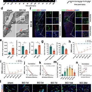 The Increase In BSCB Permeability Parallels Elevated UTX Expression