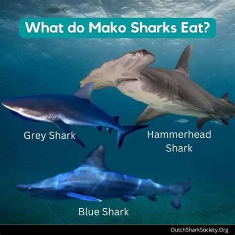 Mako Sharks Info And Facts - Dutch Shark Society