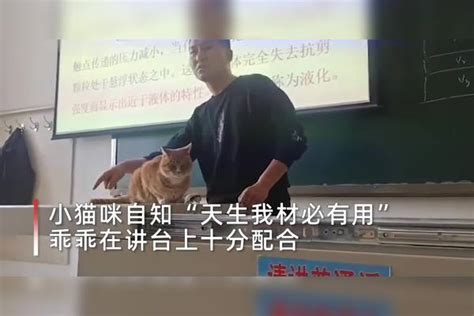 猫咪乱入课堂被老师当教具授课 乖乖在讲台上十分配合 教具 乱入 讲台