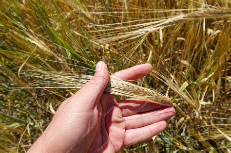 Premium Photo | World barley production barley cultivation and barley ...