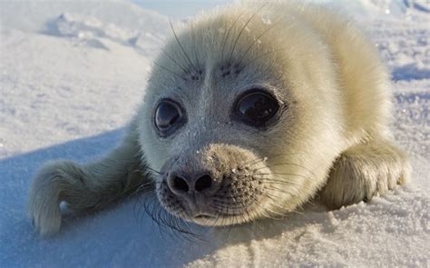 Fluffy Baby Seal