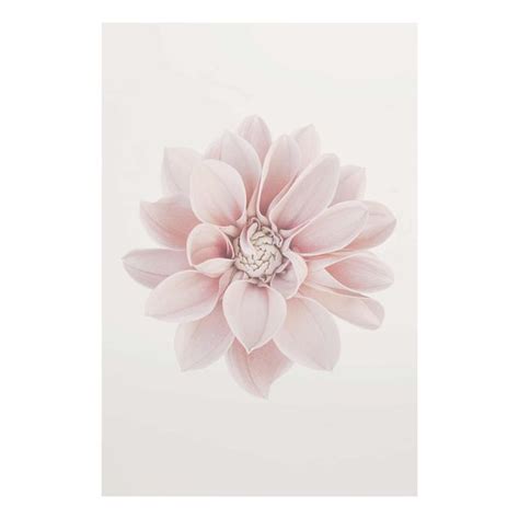 Dahlie Blume Pastell Wei Rosa Glasbild Im Hochformat Kaufen