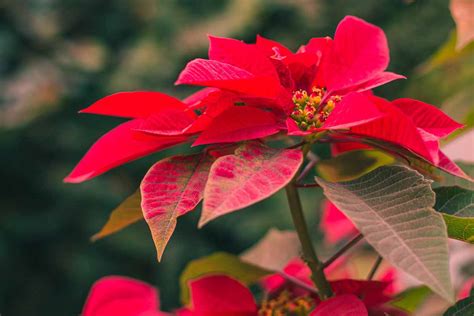 Tips For Growing Poinsettias Outdoors Gardeners Path