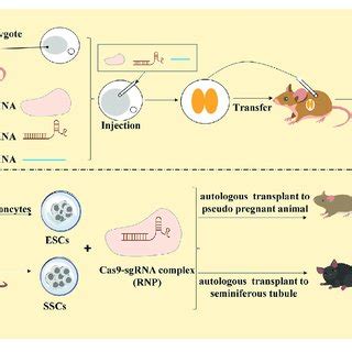 crisprcas gene editing  animals  scientific diagram