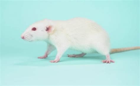 Common Rat Coat Colors: The Genetics of Rat Varieties | Animallama